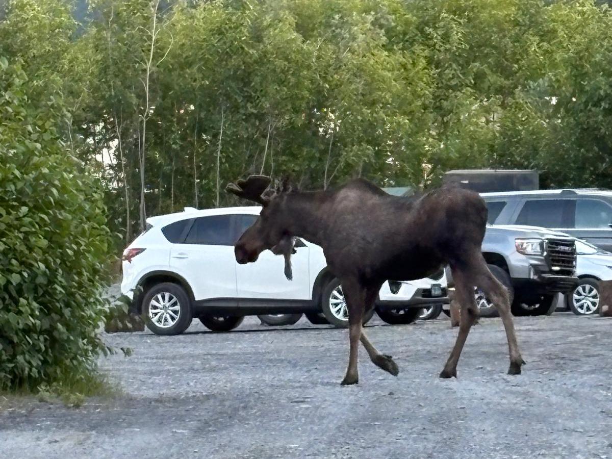 A moose walking in a gravel lot with parked cars and trees in the background.
