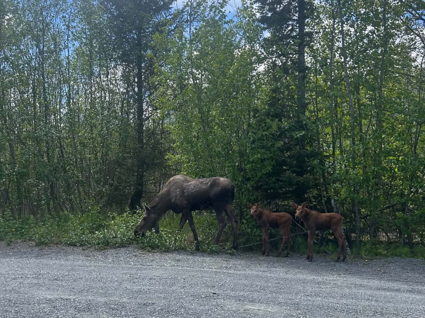 Moose with two calves near a gravel road and trees.