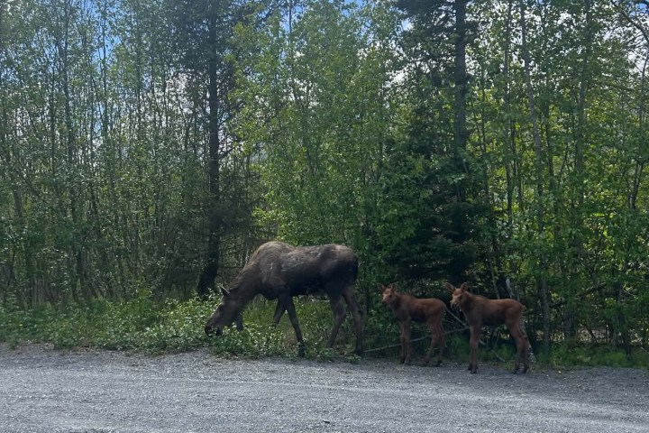 Moose with two calves near a gravel road and trees.
